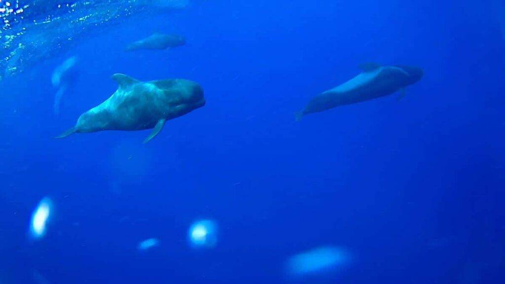 Teneryfa wieloryby piloty w środowisku naturalnym