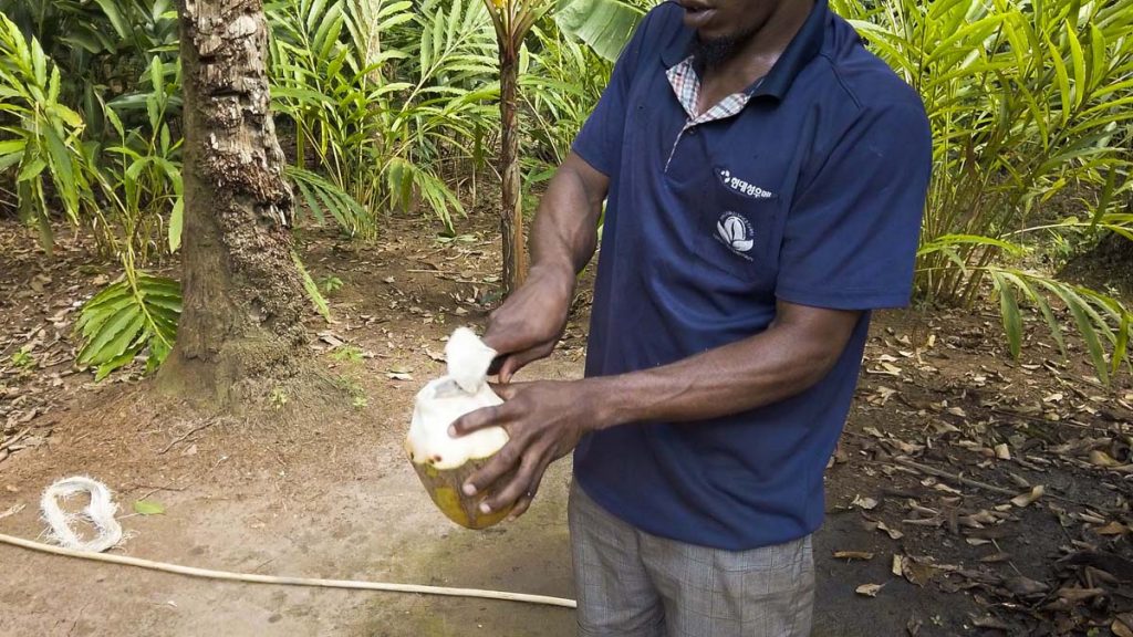 Zanzibar farma przypraw smakowanie świeżo zerwanych kokosów
