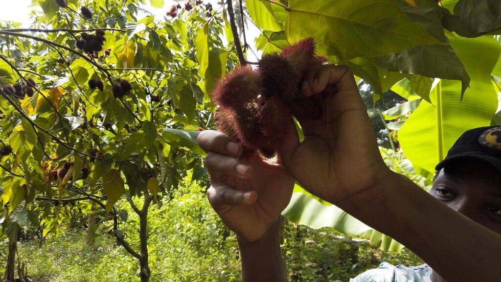 zanzibar plantacja przypraw owoce przyprawy atrakcje zanzibaru 1 Zanzibar atrakcje