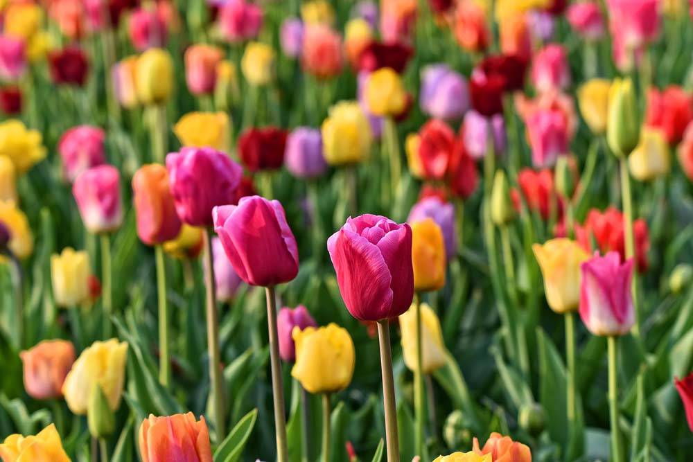 Keukenhof Holandia park kwiatów
