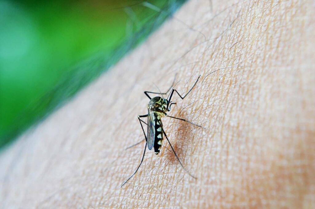 Środek na komary na safari w Afryce