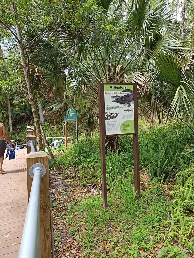 Floryda aligatory i gdzie je można spotkać