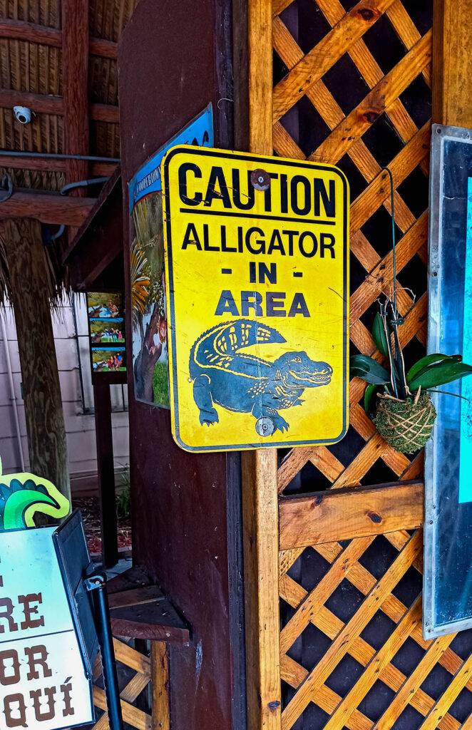 Floryda aligatory w parku narodowym - atrakcje Florydy