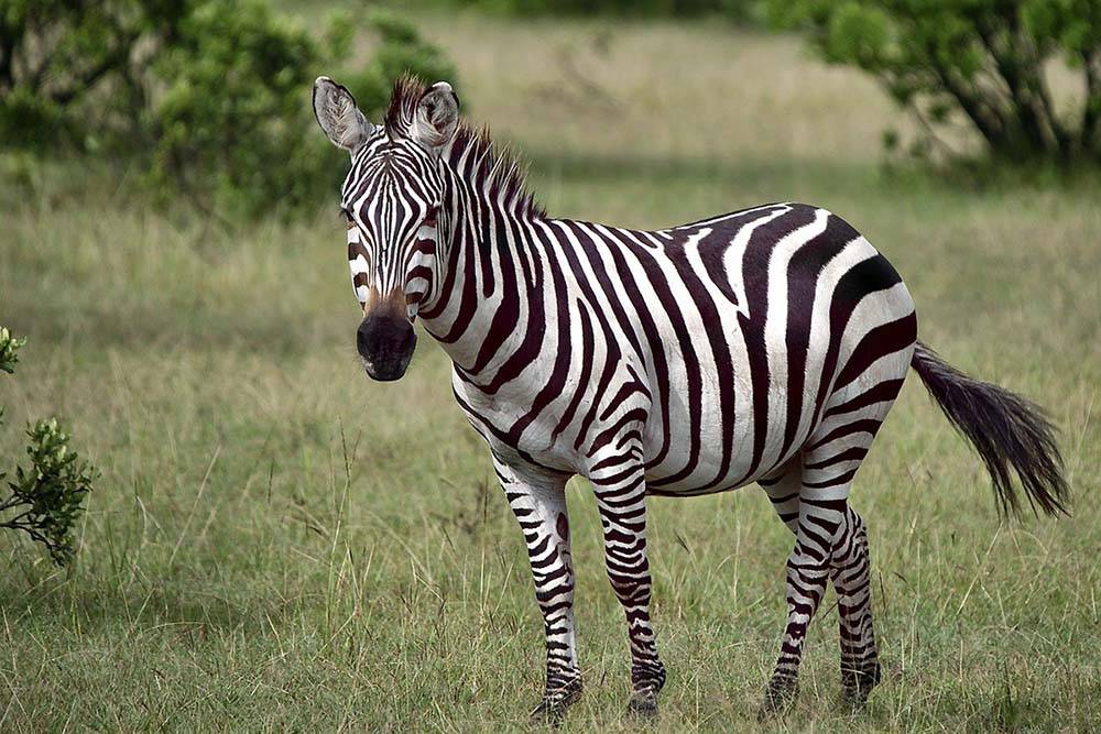 Dzikie zwierzęta na safari w Tanzanii