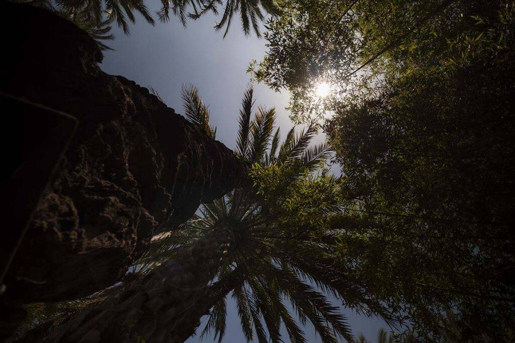 Gaj Palmowy Elche atrakcje hiszpańskiego wybrzeża Costa Blanca
