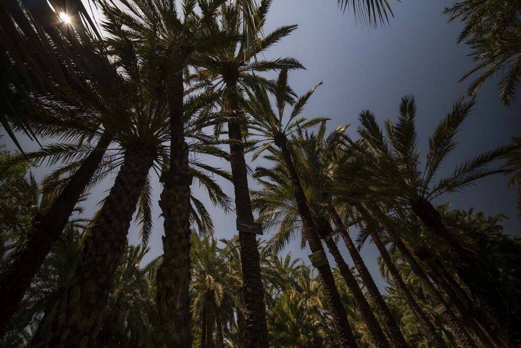 Co warto zobaczyć w Hiszpanii w Costa Blanca, czyli Gaj Palmowy w Elche

