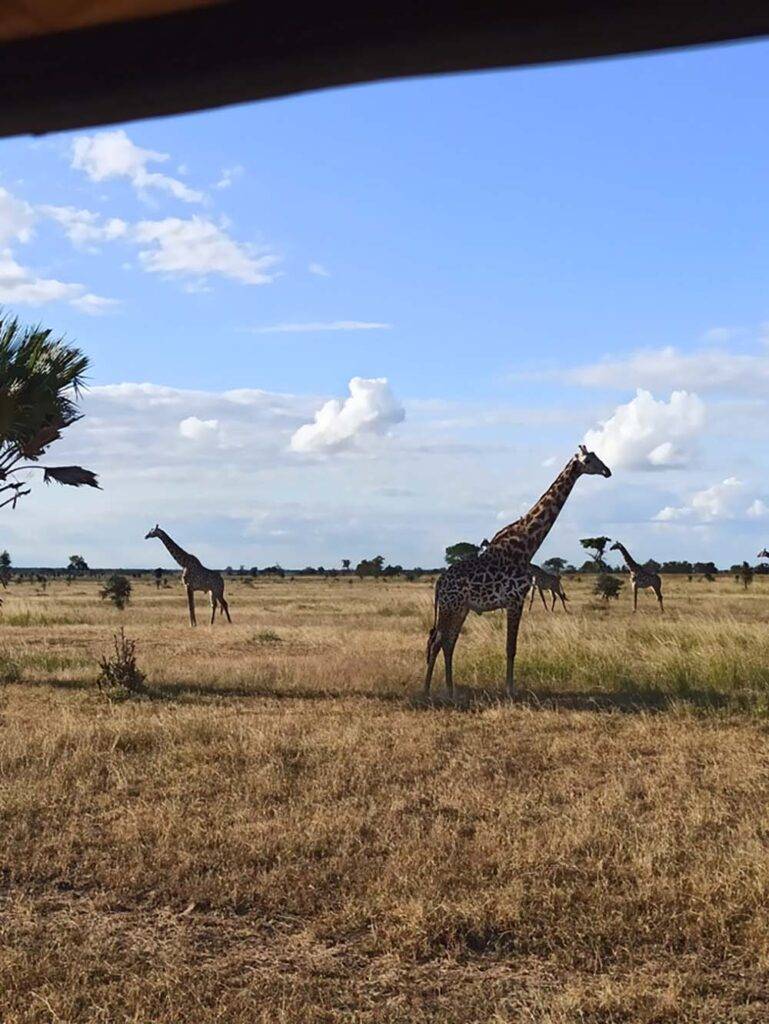 Safari w Afryce, co zabrać ze sobą?