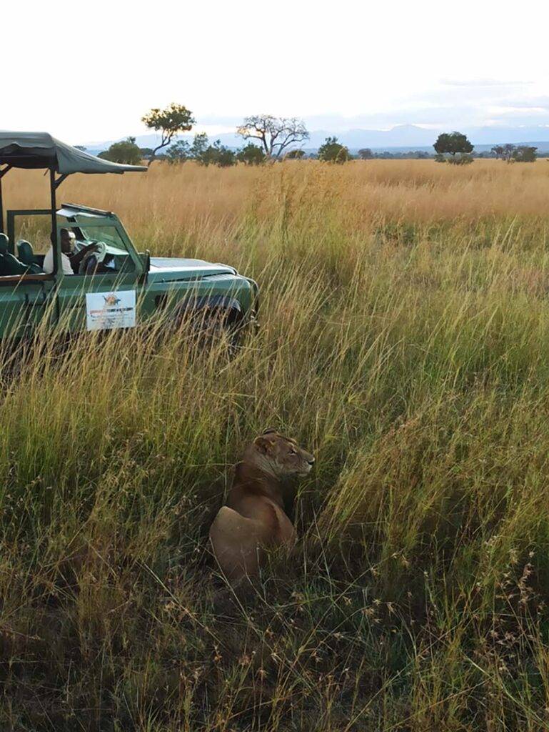 Safari Tanzania lwy leżące w wysokiej trawie