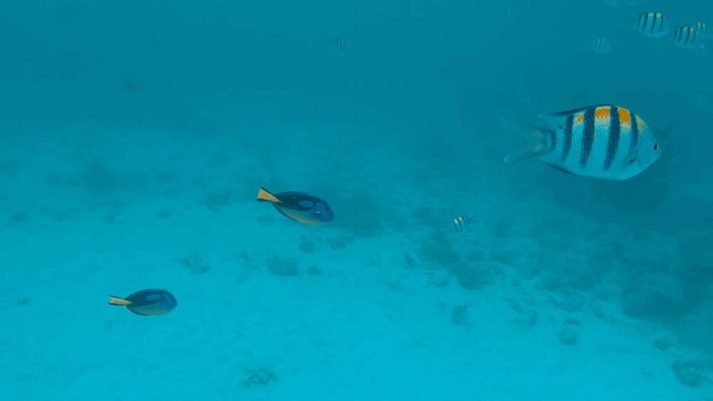 Blue Safari Zanzibar to wodna wycieczka ze snurkowaniem i obiadem na wyspie niedaleko Zanzibaru