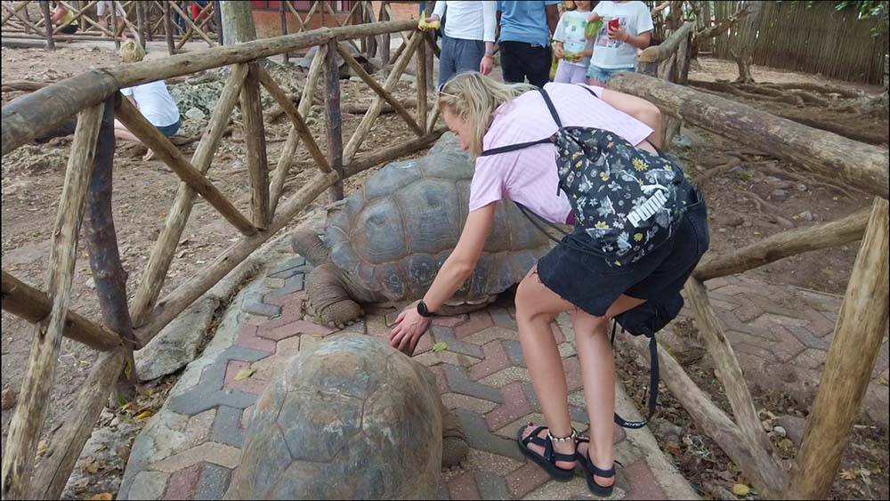 Zanzibar wielkie żółwie wycieczka lokalna na wyspę