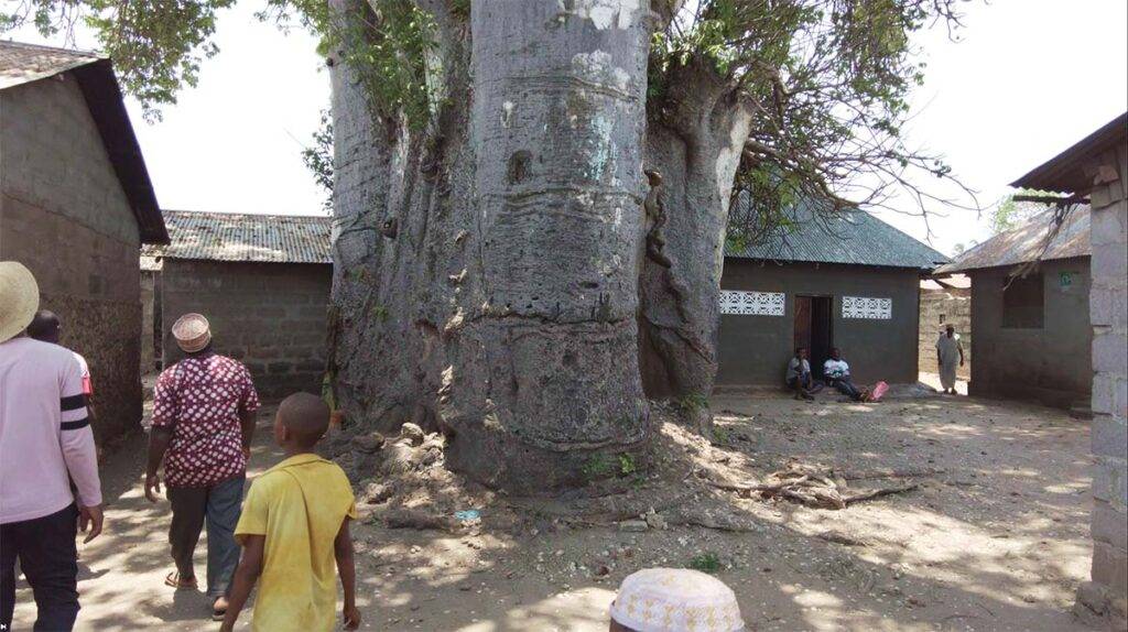 Ogromne drzewo baobab na wyspie Tumbatu