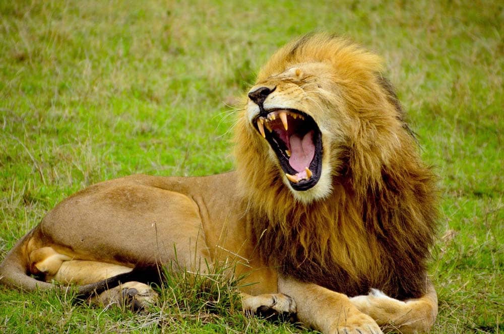 Lew, król dżungli, dzikie zwierze afrykańskie należące do wielkiej piątki
