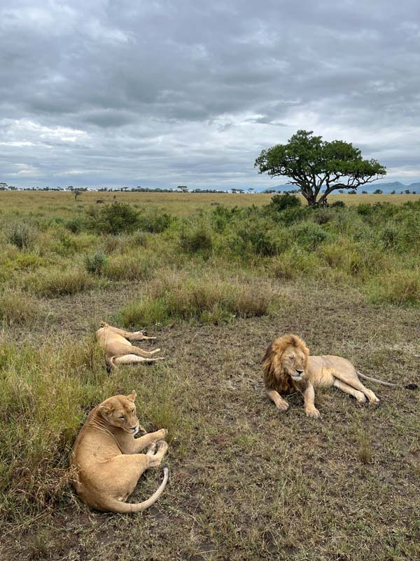 Afrykańskie safari w Tanzanii i wylegujące się lwy