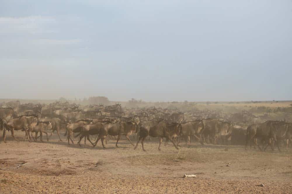Safari Serengeti wielka migracja zwierząt