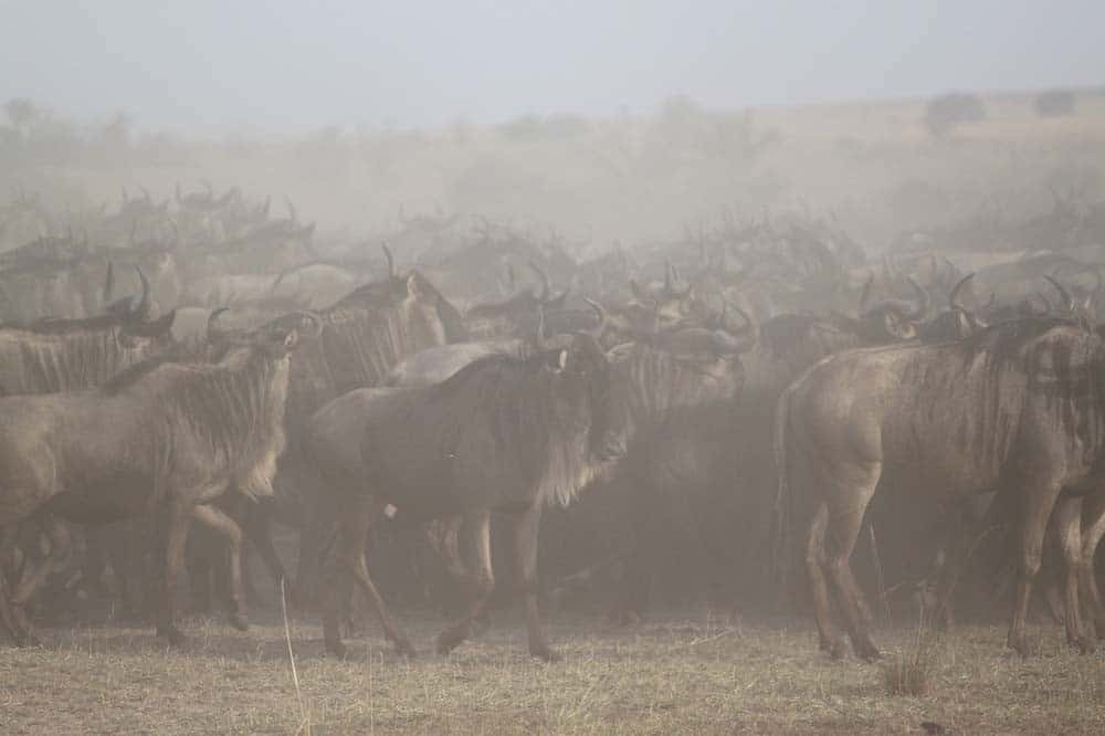 Safari w Tanzanii w Afryce i wielka migracja zwierząt
